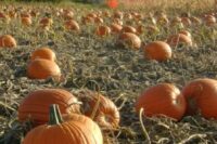 Pumpkins, Howden (115 days), Heirloom