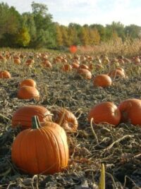 Pumpkins, Howden (115 days), Heirloom