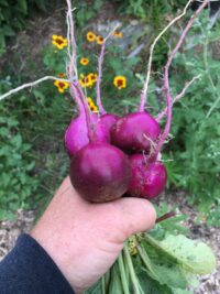 Radish, Purple Plum (28 days), Heirloom