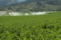 Alfalfa, Variety Not Specified