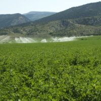 Alfalfa, Variety Not Specified