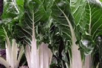 Swiss Chard, Lucullus Giant (50-52 days), Heirloom