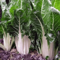 Swiss Chard, Lucullus Giant (50-52 days), Heirloom