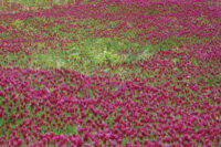 Clover,  Medium Red, VNS