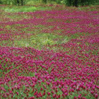 Clover,  Medium Red, VNS