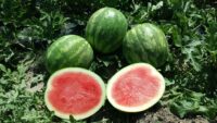 Watermelon, Neptune Seedless (Hybrid) (83 Days), Heirloom