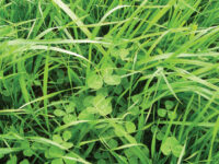 Pasture Mix,  T A R