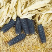 Popcorn, Shaman's Blue (100 Days)