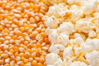 Popcorn, Purdue 410 Hybrid (110 Days)