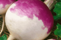 Turnip