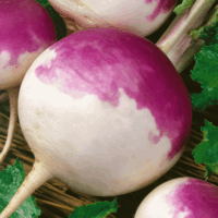 Turnip,Purple Top White Globe (57 days), Heirloom