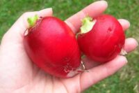 Radish, Crimson Giant (45 Days), Heirloom