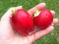 Radish, Crimson Giant (45 Days), Heirloom