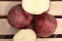 Potatoes, Red Norland (Early Mid Season), Certified