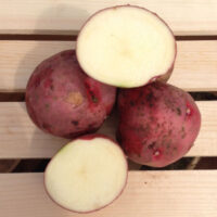 Potatoes, Red Pontiac (Mid Season), Certified