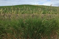 Canarygrass, Triatholon Reed