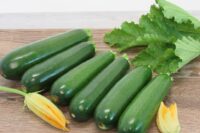 Squash, Dark Green Zucchini (62 days), Heirloom
