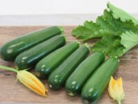 Squash, Dark Green Zucchini (62 days), Heirloom