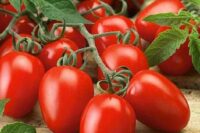 Tomato, Roma V.F. (75-85 days), Heirloom