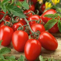 Tomato, Roma V.F. (75-85 days), Heirloom