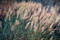 Bromegrass, Smooth