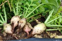 Turnip, Seven Top or Winter Greens (45 days), Heirloom
