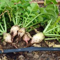 Turnip, Seven Top or Winter Greens (45 days), Heirloom