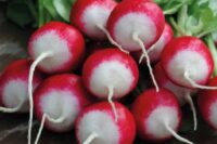 Radish