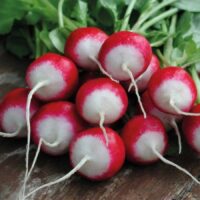 Sparkler Radish