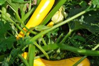 Squash, Straightneck Early Prolific (50 days), Heirloom