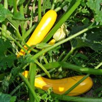 Squash, Straightneck Early Prolific (50 days), Heirloom