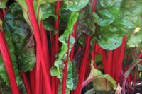 Swiss Chard, Ruby Red (60 days), Heirloom