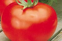 Tomato, Better Boy Hybrid (72 days), Hybrid