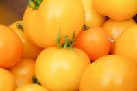 Tomato, Golden Jubilee (80 Days), Heirloom