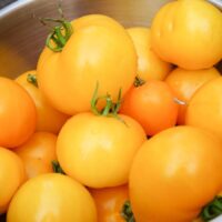 Tomato, Golden Jubilee (80 Days), Heirloom