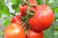 Tomato