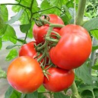 Tomato, Rutgers (82-85 days), Heirloom