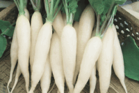 Radish, White Icicle (28 days), Heirloom