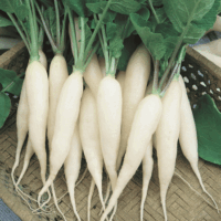 Radish, White Icicle (28 days), Heirloom