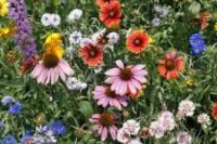 Wildflower Mix, Northeastern