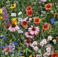 Wildflower Mix, Northeastern