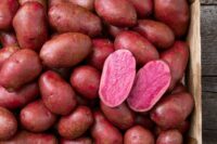 Potatoes, Adirondack Red ( Mid Season), Certified