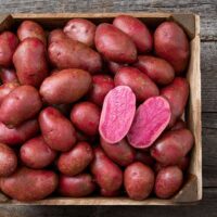 Potatoes, Adirondack Red ( Mid Season), Certified