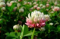 Clover,  Alsike