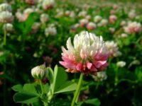 Clover,  Alsike