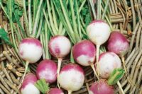 Rutabaga
