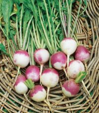 Rutabaga, American Purple Top (90-100 days), Heirloom