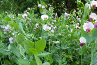 Winter Peas, Austrian