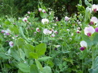 Winter Peas, Austrian