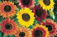 Sunflower, Autumn Beauty (90 days)